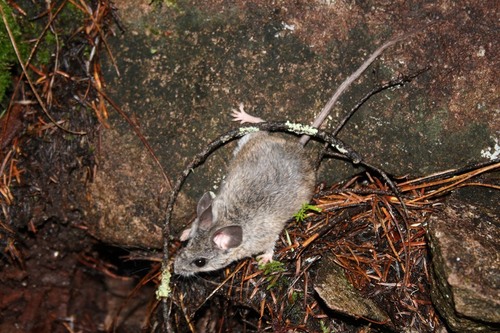 Zacatecan Deer Mouse