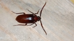 Prionus pocularis