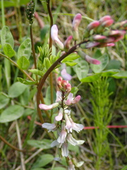 Astragalus robbinsii