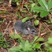 Black-eared Mouse - Photo (c) Juan Cruzado Cortés, some rights reserved (CC BY-SA), uploaded by Juan Cruzado Cortés