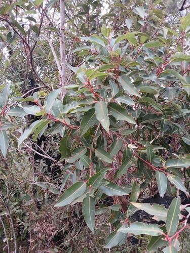 Image of Corymbia ficifolia by (c) Leon Perrie, some rights reserved (CC BY)