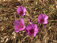 Clarkia rubicunda
