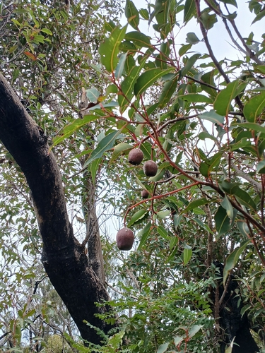 Image of Corymbia ficifolia by (c) Leon Perrie, some rights reserved (CC BY)