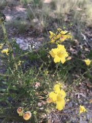 Aureolaria pedicularia