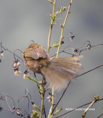 Pipilo maculatus × ocai