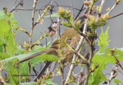 Pipilo maculatus × ocai