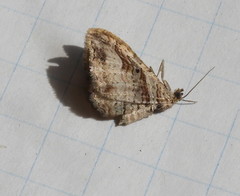 Costaconvexa
