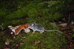 Peromyscus polius