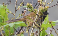 Pipilo maculatus × ocai