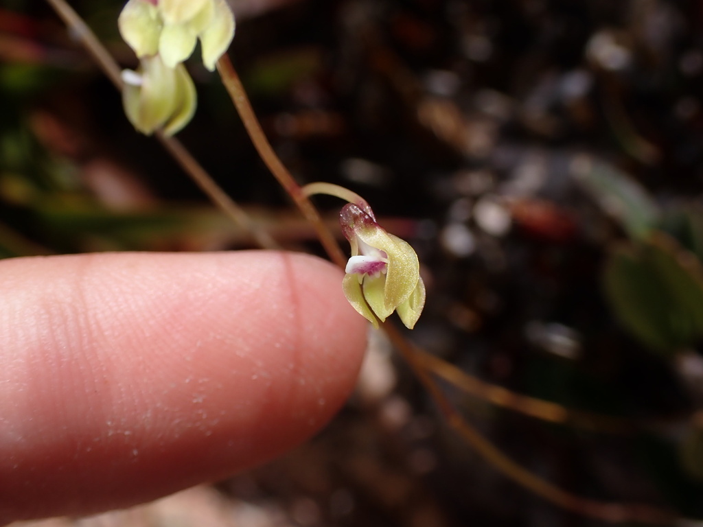 Dendrobium petrophilum (Kraenzl.) Garay ex N.Hallé 2