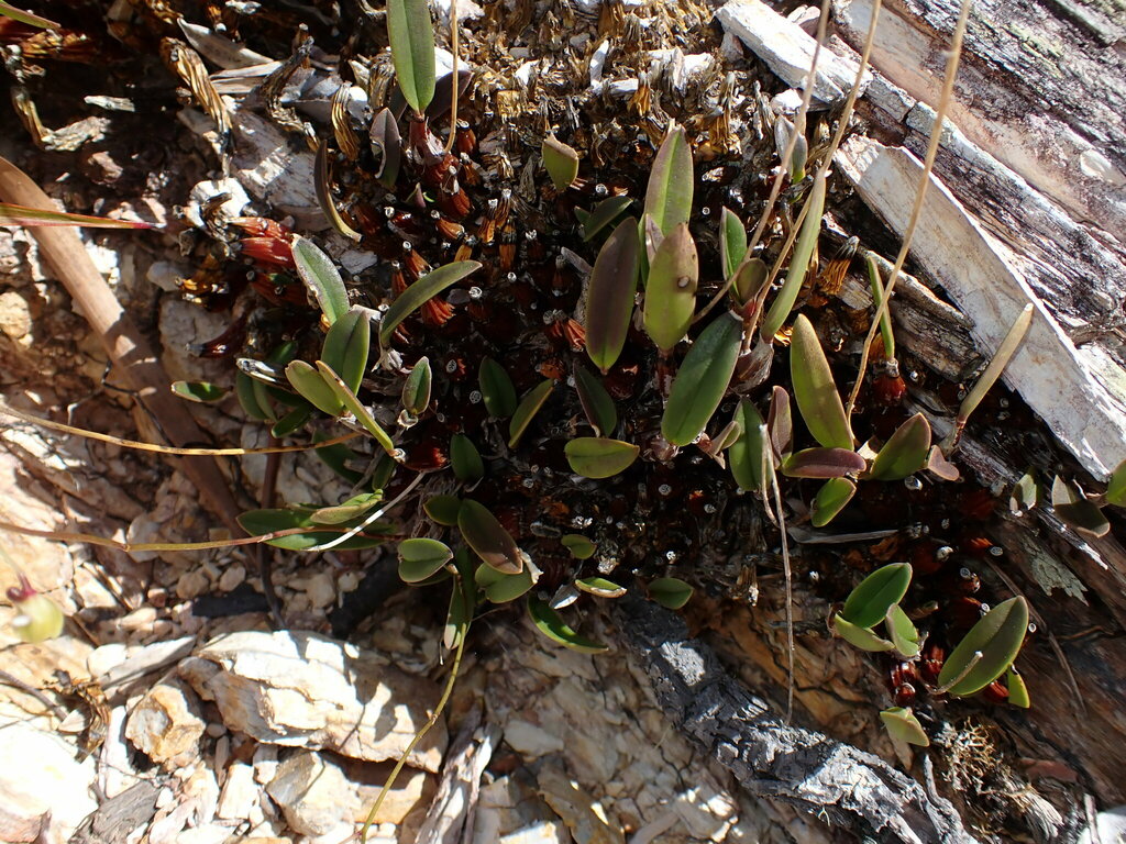 Dendrobium petrophilum (Kraenzl.) Garay ex N.Hallé 3