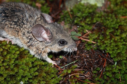 Chihuahuan Mouse (Peromyscus polius) — Near Threatened Mammalia