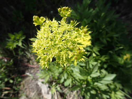 Image of Angelica dawsonii by (c) mfeaver, some rights reserved (CC BY)
