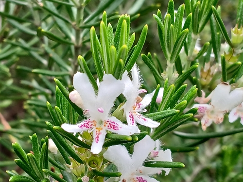 Image of Westringia dampieri by (c) Leon Perrie, some rights reserved (CC BY)