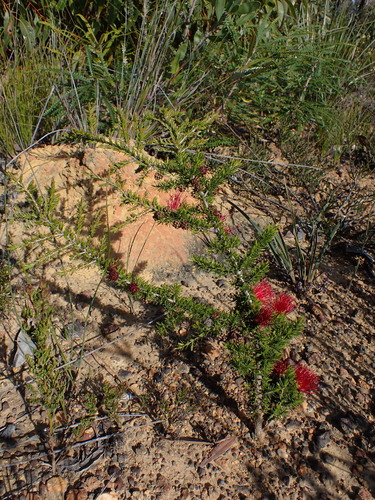 Image of Melaleuca cyrtodonta by (c) Nina Kerr, some rights reserved (CC BY)