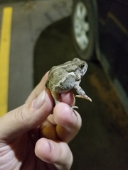 Anaxyrus fowleri