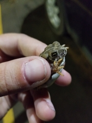 Anaxyrus fowleri