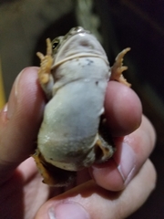 Anaxyrus fowleri