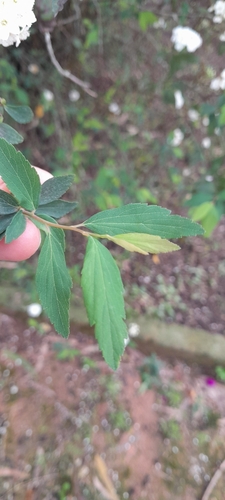 Image of Spiraea cantoniensis by (c) rafa perazzolo, some rights reserved (CC BY)