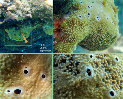 Photo of Fig sponge (Ircinia variabilis)