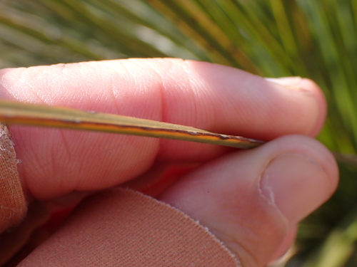Image of Xanthorrhoea platyphylla by (c) Nina Kerr, some rights reserved (CC BY)