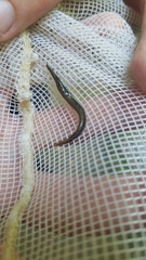 Lepisosteus osseus
