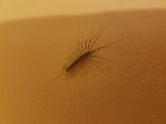 Scutigera coleoptrata