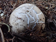 Handkea fumosa