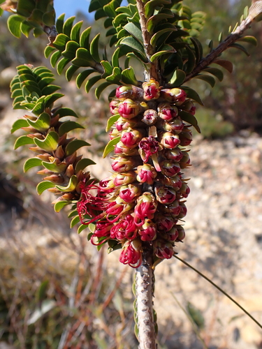 Image of Melaleuca transversa by (c) Nina Kerr, some rights reserved (CC BY)