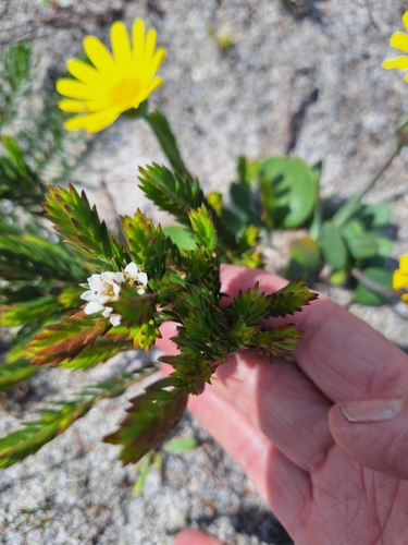 Image of Diosma oppositifolia by (c) Adele SL, some rights reserved (CC BY)