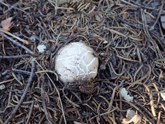 Handkea fumosa