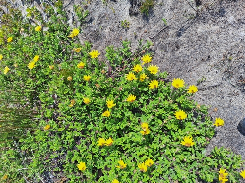 Image of Arctotis scabra by (c) Adele SL, some rights reserved (CC BY)