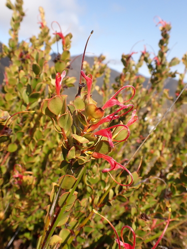 Image of Adenanthos obovatus by (c) Nina Kerr, some rights reserved (CC BY)