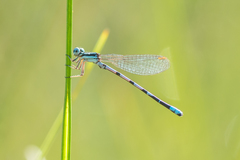 Argia bipunctulata