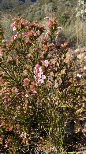 Image of Erica walkeria by (c) michaelheuermann, some rights reserved (CC BY)