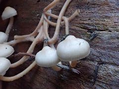 Mycena overholtsii