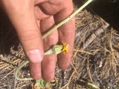 Packera werneriifolia