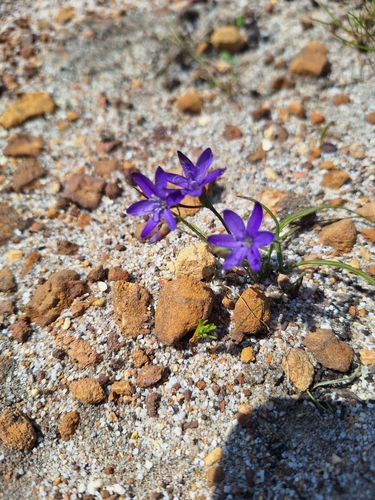 Geissorhiza aspera