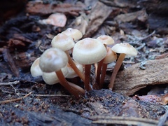 Mycena overholtsii