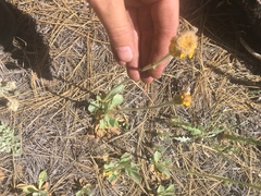 Packera werneriifolia