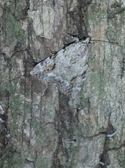 Catocala amica