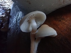 Mycena overholtsii