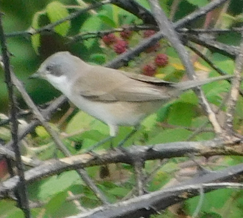 Grmuša čevrljinka (Curruca curruca)