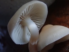 Mycena overholtsii