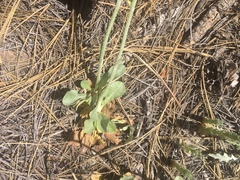 Packera werneriifolia