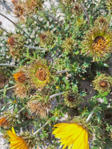 Image of Berkheya barbata by (c) Adele SL, some rights reserved (CC BY)