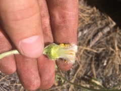 Packera werneriifolia