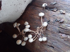 Mycena overholtsii