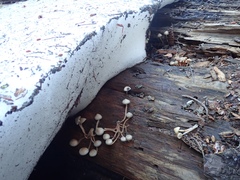 Mycena overholtsii