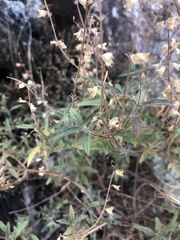 Syncolostemon canescens